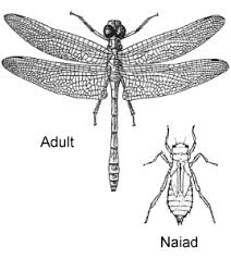Attēlu rezultāti vaicājumam “Odonata”