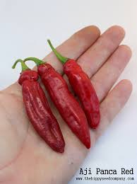 Afbeeldingsresultaat voor aji panca hot pepper