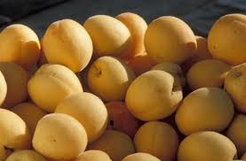 Attēlu rezultāti vaicājumam “Prunus armeniaca fruit”