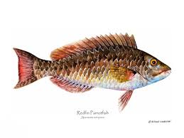 Image result for Sparisoma rubripinne