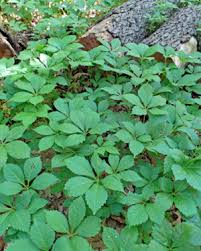 Attēlu rezultāti vaicājumam “Parthenocissus quinquefolia leaf”
