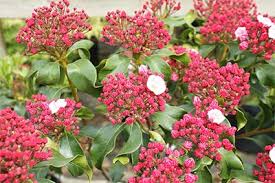 Attēlu rezultāti vaicājumam “Xylita laevigata”