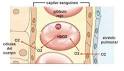 El <b>intercambio</b> de gases en los