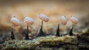 Attēlu rezultāti vaicājumam “Physarum diderma macro”