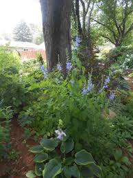 Image result for Campanula americana
