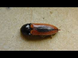 Attēlu rezultāti vaicājumam “Ampedus sanguinolentus”