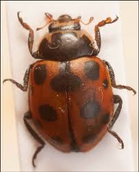 Attēlu rezultāti vaicājumam “Hippodamia notata”