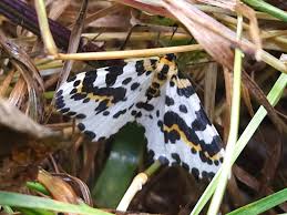 Attēlu rezultāti vaicājumam “Abraxas grossulariata imago”