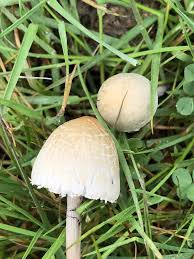 Attēlu rezultāti vaicājumam “Panaeolus papilionaceus”