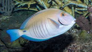 Image result for Acanthurus chirurgus