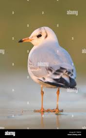 Attēlu rezultāti vaicājumam “Larus ridibundus juvenile”