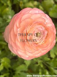 Attēlu rezultāti vaicājumam “Ranunculus elatior flower”