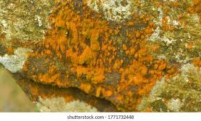 Attēlu rezultāti vaicājumam “Trichia scabra spores”