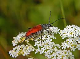Attēlu rezultāti vaicājumam “Anastrangalia sanguinolenta female”