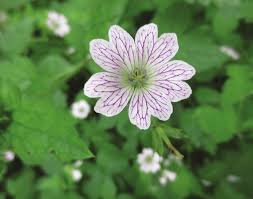 Attēlu rezultāti vaicājumam “Geraniaceae”
