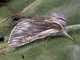 Attēlu rezultāti vaicājumam “Panolis umbra”