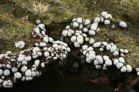 Attēlu rezultāti vaicājumam “Physarum cinereum spores”