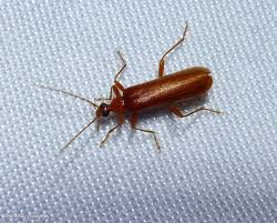 Attēlu rezultāti vaicājumam “Pyrochroidae”