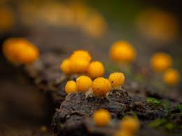 Attēlu rezultāti vaicājumam “Bactridium flavum”