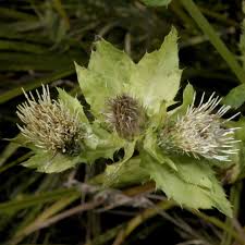 Attēlu rezultāti vaicājumam “Cirsium oleraceum”