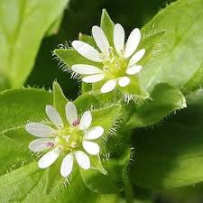 Attēlu rezultāti vaicājumam “Stellaria crassifolia”