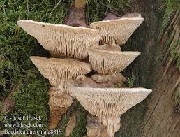 Attēlu rezultāti vaicājumam “Daedalea quercina”