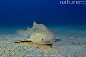 Image result for Stegostoma tigrinum