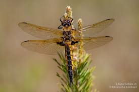 Attēlu rezultāti vaicājumam “Epitheca bimaculata”