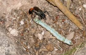 Attēlu rezultāti vaicājumam “Ammophila sp.”
