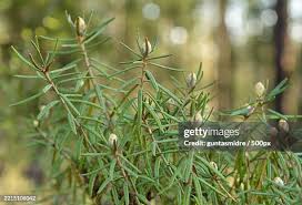 Attēlu rezultāti vaicājumam “Ledum palustre”