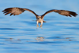 Attēlu rezultāti vaicājumam “Pandion haliaetus adult”