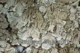 Attēlu rezultāti vaicājumam “Flavoparmelia caperata”