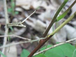 Attēlu rezultāti vaicājumam “Diderma roanense stalked”