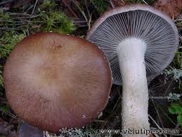 Attēlu rezultāti vaicājumam “Stropharia hornemannii”