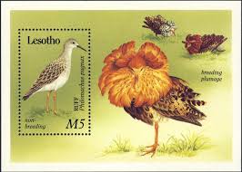 Attēlu rezultāti vaicājumam “Philomachus pugnax”