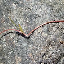 Attēlu rezultāti vaicājumam “Ranunculus flammula fruit”