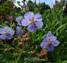 Image result for Geranium pratense