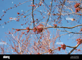 Attēlu rezultāti vaicājumam “Acer saccharinum flower”