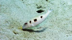 Image result for Pseudupeneus maculatus