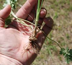 Attēlu rezultāti vaicājumam “Ranunculus bulbosus”