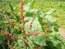 Attēlu rezultāti vaicājumam “Rumex obtusifolius flower”