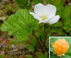Attēlu rezultāti vaicājumam “Rubus chamaemorus flower”