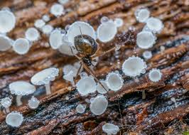 Attēlu rezultāti vaicājumam “Lachnum virgineum”