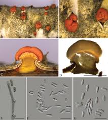 Attēlu rezultāti vaicājumam “Nectria cinnabarina”