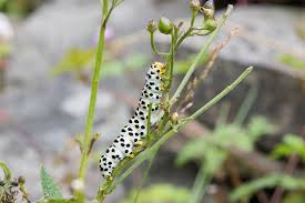 Attēlu rezultāti vaicājumam “Shargacucullia scrophulariae larva”