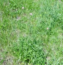 Image result for Knautia arvensis