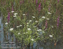 Attēlu rezultāti vaicājumam “Oenanthe aquatica”