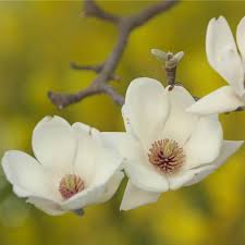 Attēlu rezultāti vaicājumam “Magnolia kobus flower”