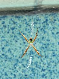 Image result for st andrews cross spider