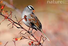 Image result for Zonotrichia leucophrys